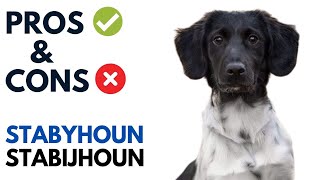 Stabyhoun Dog Pros and Cons | Stabijhoun Advantages and Disadvantages