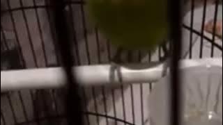 Suara LOVEBIRD Memanggil Teman, Bikin Labet Satu Kota Bunyi Bersahutan Dan Belajar Ngekek Panjang