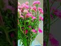 #song #hindisong #love #bollywood #vrmvlogsvrm #flowers #lifeisbutadream  #hindisongs #flowers #new