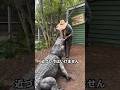 珍しい淡水ワニ!インドガビアルの驚きの特徴