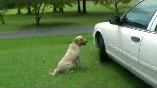 FSI Narcotics K9 Searching Vehicle Exterior