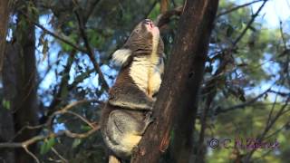 A Wild Male Koala Bellows, By Christina Zdenek