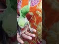 18 May 2026 Parrot 🦜 | baby parrot ka video 📸| chota baby parrot 🦜#birds #parrot #parrot