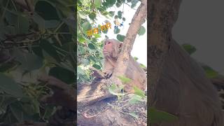 राम राम 🙏🏻 #monkey #share #animals #nature #trending #funny #cute #ram