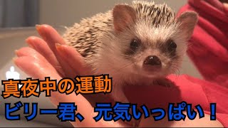 【ハリネズミ】真夜中の運動♪ビリー君、元気いっぱい！