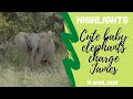Highlights Adorable baby elephants mock charge at James
