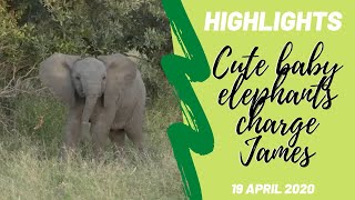 Highlights Adorable baby elephants mock charge at James