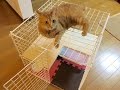 100均材料で、猫用ケージを作ってみた  How to make a cat cage for kitten