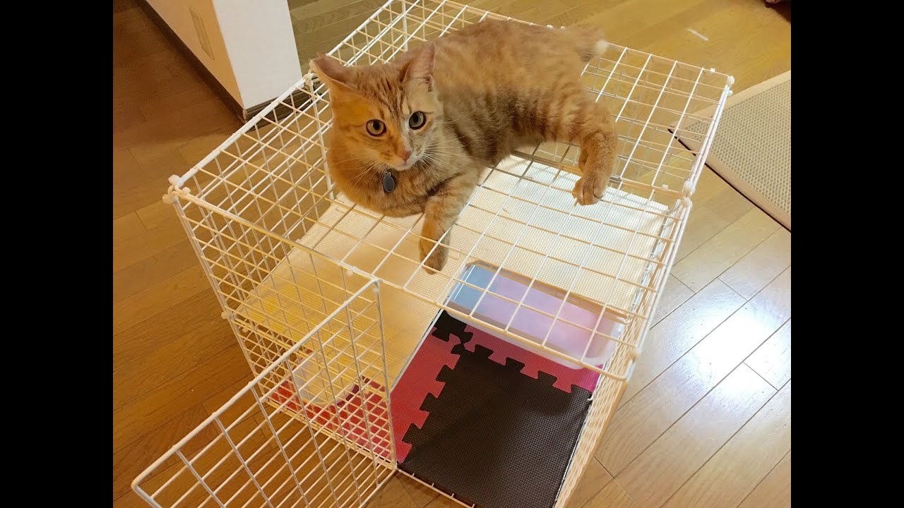 100均材料で 猫用ケージを作ってみた How To Make A Cat Cage For Kitten Youtube