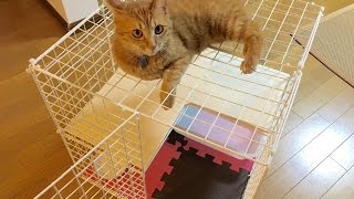 100均材料で、猫用ケージを作ってみた  How to make a cat cage for kitten