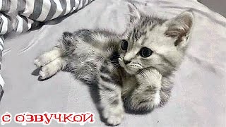 Приколы с котами! - С ОЗВУЧКОЙ! СМЕШНЫЕ КОТЫ и кошки! Самые смешные животные! РЖАКА ДО СЛЁЗ!