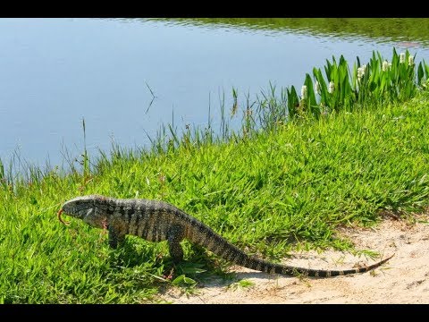 Lagarto Teiu Veio Comer Peixe E Se Deu Mal Youtube