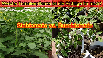 Was ist der Unterschied zwischen Strauchtomaten und Rispentomaten?