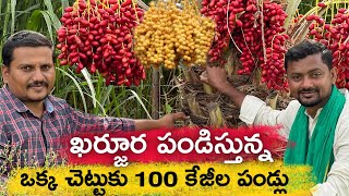 ఖర్జూర పండిస్తున్నం Kg ₹100 అమ్ముతున్నం | Dates Farming | రైతు బడి