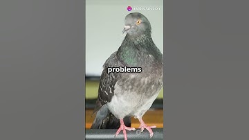 Pigeons Can Do Math (Seriously) #pigeons  #animals   #mathskills  #funfacts  #birdsofinstagram