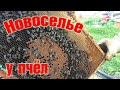 Пчел - в новую квартиру! \\ В деревню!