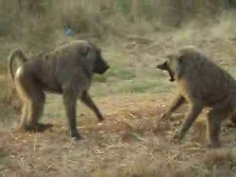 baboon fight uganda m0