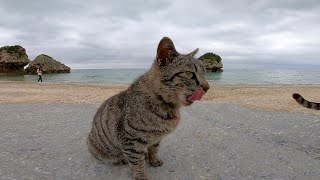 ビーチにいた野良猫、子供達にオヤツを貰って食べる