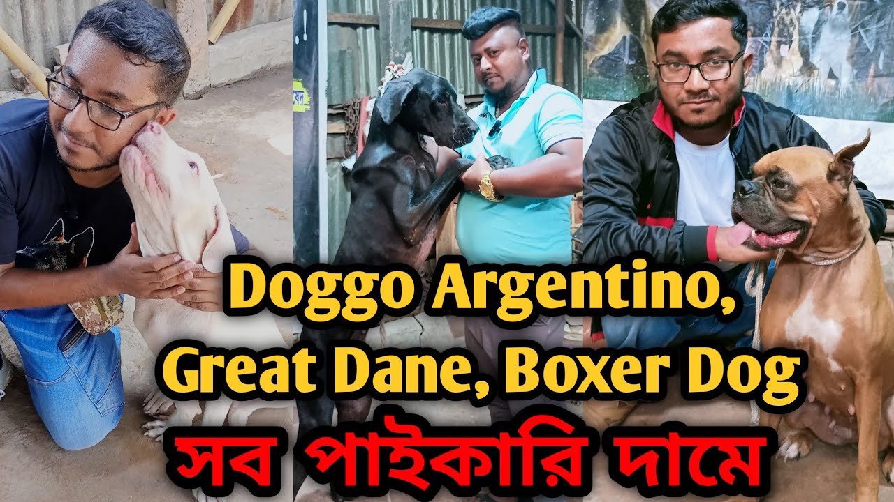 German Shepherd Boxer dogGreat Dane dog Doggo ArgentinoDog farm in