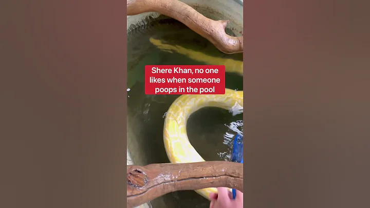 My Pet Python Pooped In The Pool!!!  #shorts #snake