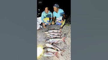 Câu cá tra với mồi câu R1 và R3 #camr1 #camr2 #camr3 #mồicâur1 #mồicâur3