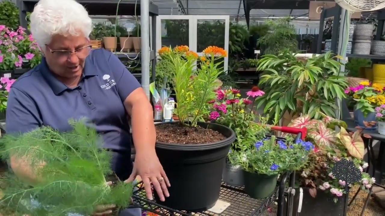 Create a Vibrant Full Sun Pollinator Container Garden!