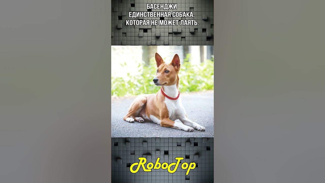 Собака которая не гавкает,это... #Shorts - YouTube