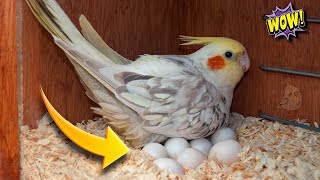 How to Breed Cockatiels: A Step-by-Step Guide