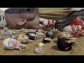 Attack on Titan Head Size Comparison