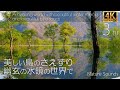 【めっちゃ綺麗な鳥のさえずり 自然音】鳥の鳴き声に癒される nature sounds 3hr 水鏡の水辺に響き渡るBird song 作業/集中/睡眠/リラックス 4K映像