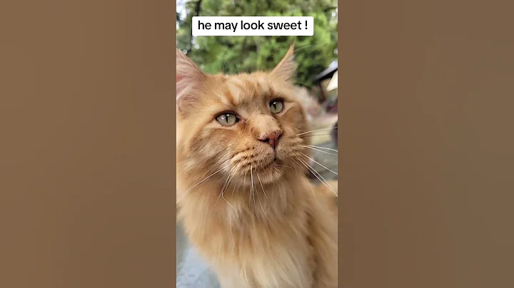 Watch the video about Not all MaineCoons are lap cats .... #shorts #mainecoon