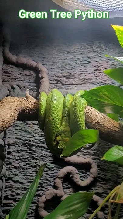 How big do Green Tree Pythons get? - YouTube