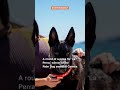 A round of a-paws for ‘La Perra,’ winner of the Palm Dog award at Cannes #shorts