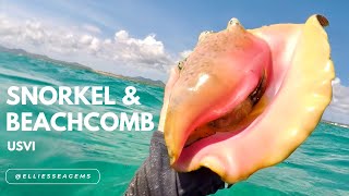 Beachcombing & Snorkeling in the Caribbean | Conchs, Cowries, & More!