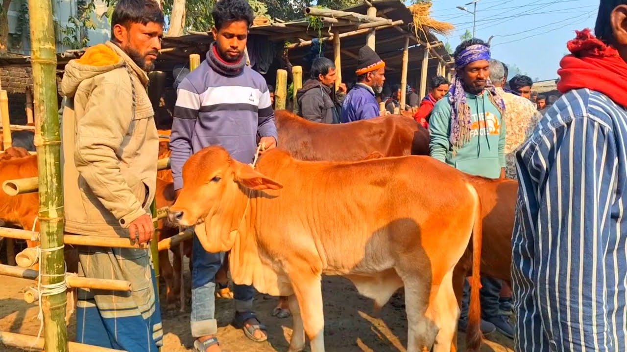 @আজ ১৬ জানুয়ারি"২৬| নারায়ণগঞ্জের খামারী কেমন দামে শাহীওয়াল জাতের ষাড় বাছুর গরু কিনলেন? 
