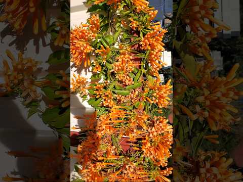 Flame Flowers, Orange
