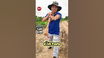 Cần Toro Đặc 2 Khúc Cho AE Mới Chơi - Bền, Dẻo Và Hạt Dẻ #Shorts
