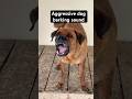 Aggressive Dog Barking Sound Shorts Viralshorts Trendingshorts Aggressive Dog Barking Sound Shorts Viralshorts Trendingshorts