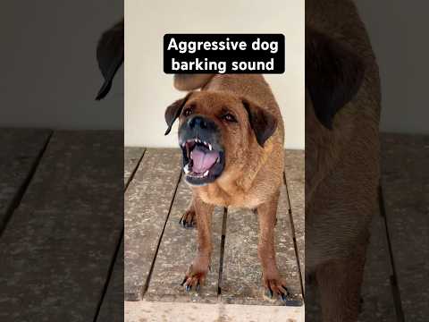 Aggressive Dog Barking Sound Shorts Viralshorts Trendingshorts