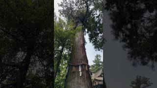 OVER 1000 YEARS OLD SACRED TREE #japan