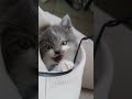 Моя працююча дівчинка  #cat #kitty #love #catstagram #catlife #pets #cute #kitten #animals #nature