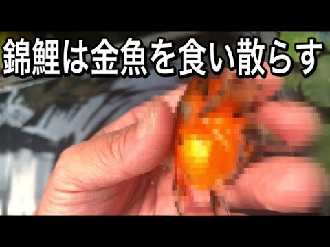 混泳失敗 錦鯉 金魚を食い散らす Youtube
