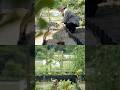 #家庭菜園 #暮らし #gardening #raisedbedgarden