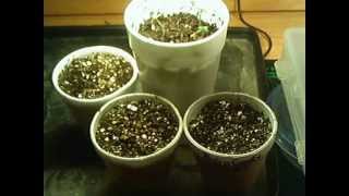 SEEDS Germinating & Thriving #ActinovateFungicide to the Rescue
