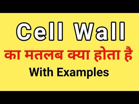 Cell Wall meaning in hindi | Cell Wall ka Matlab kya hota hai | Science