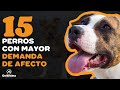 TOP 15 PERROS CON MAYOR DEMANDA DE AFECTO