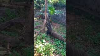 trenggiling hewan pemakan semut (giant anteater)