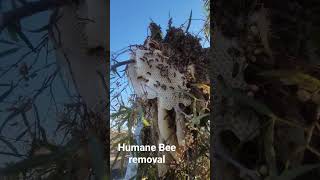 #beeremoval #bee #beefeater #beekeeper