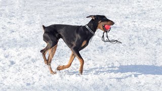 How to Train Your Doberman Pinscher for Agility Competitions #dobermann #doberman dog