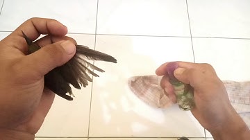 CARA MENGHILANGKAN LEM TIKUS PADA BULU BURUNG